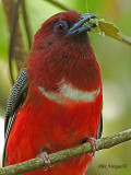 Red-headed Trogon - male - portrait