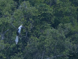 White-crowned Hornbill - record shot -- Sp 281