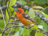 Flame-colored Tanager 2010