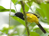 Black-cowled Oriole 2010
