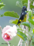 Yellow-bellied Siskin 2010 - 2