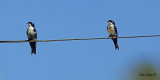 Blue-and-White Swallow 2010 - pair