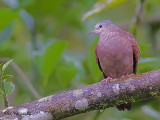 Ruddy Ground-Dove 2010 - male