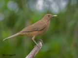 Clay-colored Thrush 2010