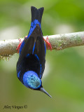 Red-legged Honeycreeper 2010 - male - reaching