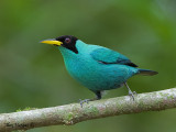 Green Honeycreeper 2010 - male