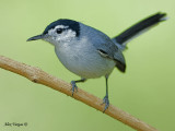 Tropical Gnatcatcher 2010 - male