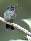Fiery-throated Hummingbird 2010 - juvenile