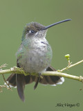 Magnificent Hummingbird 2010 - female