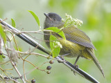 Black-and-Yellow Silky-Flycatcher 2010 - female