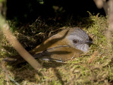 Black-billed Nightingale-Thrush 2010 - nesting