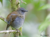 Black-billed Nightingale-Thrush 2010