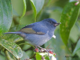 Slaty Flowerpiercer 2010 - 2