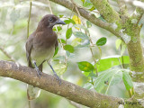 Brown Jay 2010