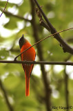 Grey-chinned Minivet male -- sp 25