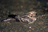 Grey Nightjar -- sp 130