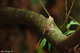 Rufous-browed Flycatcher -- 2007