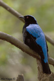 Asian Fairy Blue Bird -- male - 2008 - 2