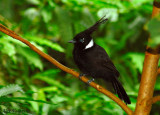 Crested Jay -- sp 116