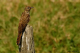 Plaintive Cuckoo - fem -- sp 117