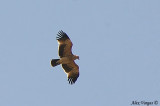 Imperial Eagle - juvenile -- sp 136