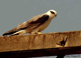 Black-shouldered Kite -- sp 135