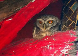 Spotted Owlet -- 2007