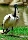 Australian White Ibis -- sp 158