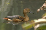 Lesser Whistling Duck - 2007