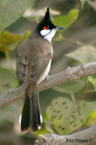 Red-whiskered Bulbul -- sp 74