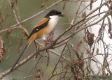 Long-tailed Shrike -- 2008