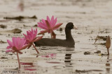 Eurasian Coot -- sp 156