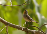 Taiga Flycatcher -- 2008 - breed 2