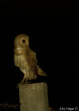 Barn Owl -- sp 131