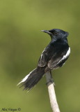 Oriental Magpie-Robin - male -- 2