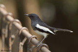 Oriental Magpie-Robin - female