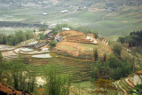 Rice fields