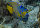 Queen Angelfish3.007JPG007.JPG