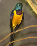 IMG_6143.jpg