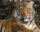 Tiger.jpg