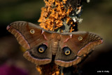 Polyphemus Moth