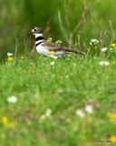 Killdeer