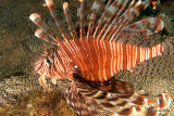 LionfishIMG_1107.jpg