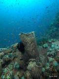 Barrel sponge and Orange Anthias IMG_1494.jpg