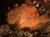 FrogfishIMG_1578.jpg