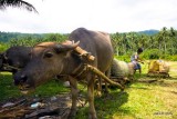 Buffalo with coconutsIMG_3851.jpg