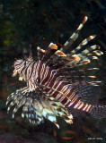 Lionfish IMG_1938.jpg