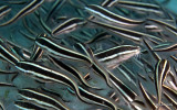 Catfish IMG_1997.jpg
