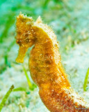 Sea HorseIMG_2030.jpg