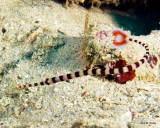 Ringed PipefishIMG_2077 .jpg